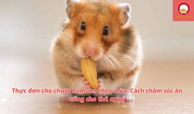 Thực đơn cho chuột hamster theo mùa: Cách chăm sóc ăn uống cho thú cưng