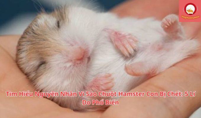 Tìm Hiểu Nguyên Nhân Vì Sao Chuột Hamster Con Bị Chết: 5 Lí Do Phổ Biến