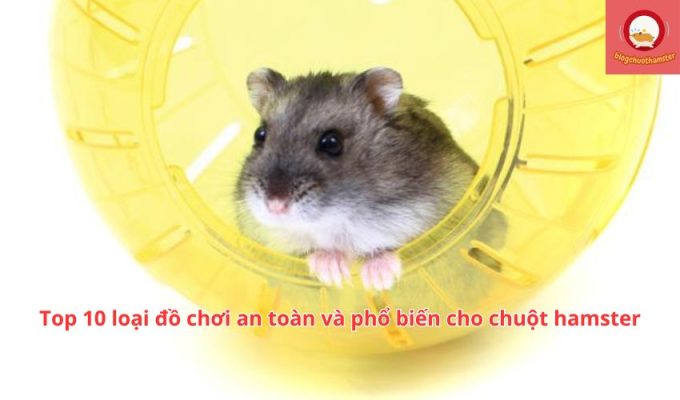 Top 10 loại đồ chơi an toàn và phổ biến cho chuột hamster