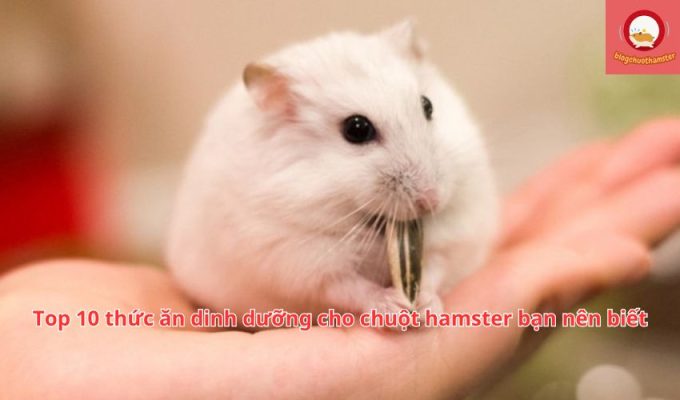 Top 10 thức ăn dinh dưỡng cho chuột hamster bạn nên biết