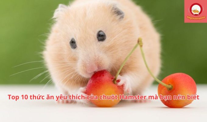 Top 10 thức ăn yêu thích của chuột Hamster mà bạn nên biết