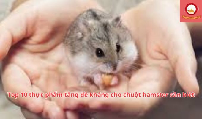 Top 10 thực phẩm tăng đề kháng cho chuột hamster cần biết