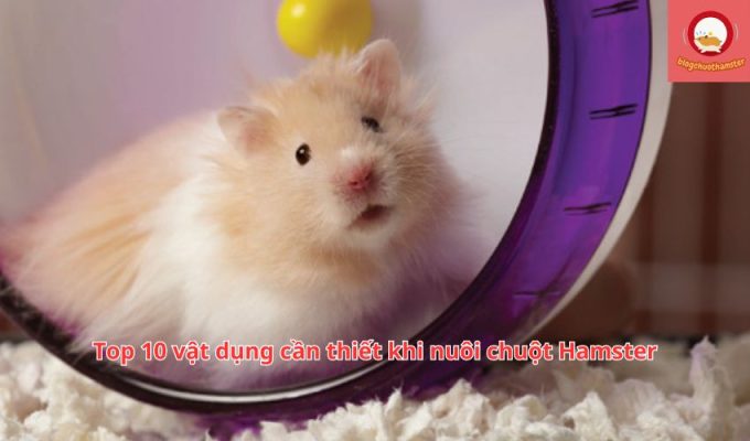 Top 10 vật dụng cần thiết khi nuôi chuột Hamster