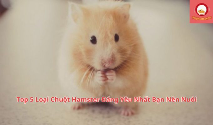 Top 5 Loại Chuột Hamster Đáng Yêu Nhất Bạn Nên Nuôi