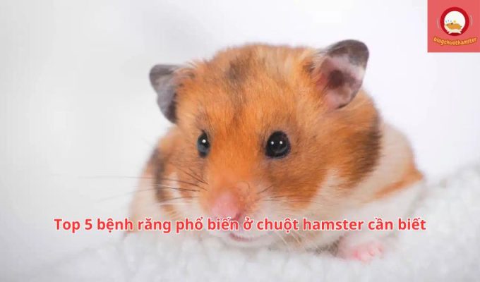 Top 5 bệnh răng phổ biến ở chuột hamster cần biết