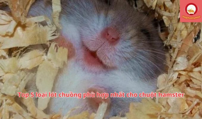 Top 5 loại lót chuồng phù hợp nhất cho chuột hamster