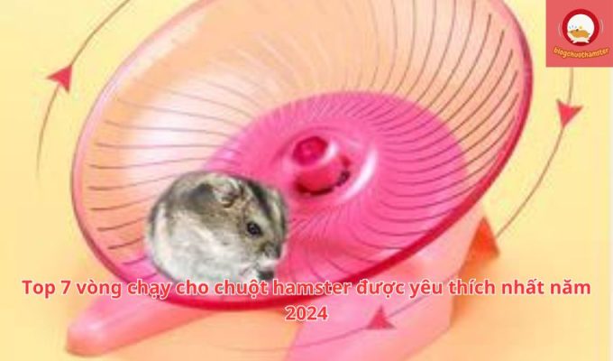 Top 7 vòng chạy cho chuột hamster được yêu thích nhất năm 2024