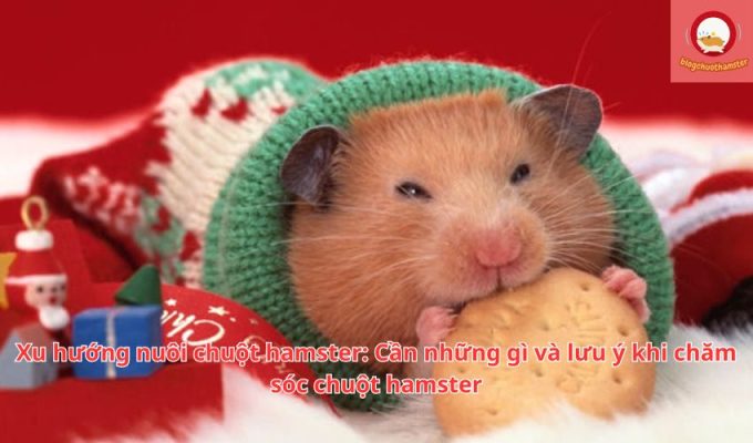 Xu hướng nuôi chuột hamster: Cần những gì và lưu ý khi chăm sóc chuột hamster