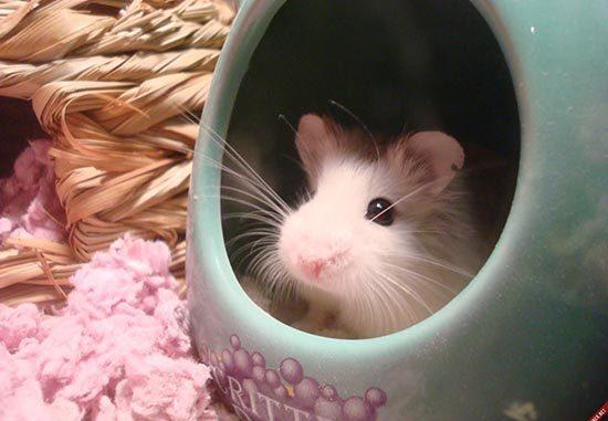 10. Tác động tích cực của việc tách chuột hamster con khỏi mẹ đối với sức khỏe và phát triển của chúng