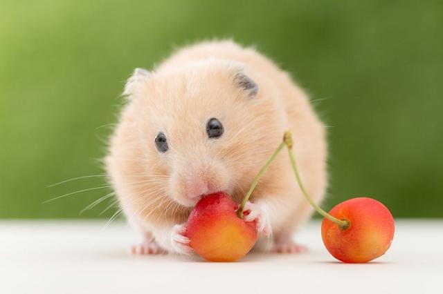 8. Những lưu ý khi bổ sung Protein và ngũ cốc cho chuột Hamster