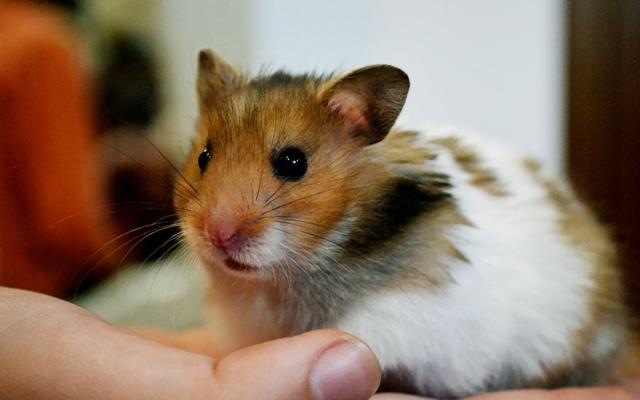Cách đặt ra và đạt được mục tiêu huấn luyện cho chuột Hamster