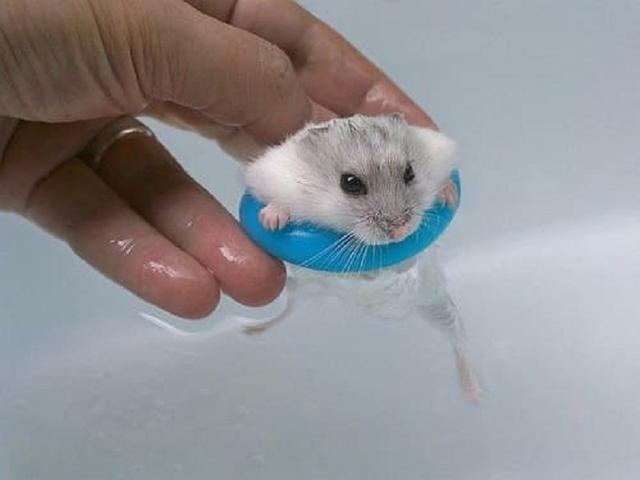 Mẹo tắm cho chuột Hamster